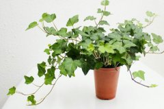 植物冠層分析儀如何使用？