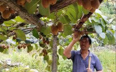 冬栽獼猴桃種植離不開土壤養(yǎng)分檢測(cè)儀的技術(shù)指