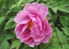 花卉種植過(guò)程中可以使用土壤ph值檢測(cè)儀檢測(cè)土壤