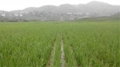 土壤養(yǎng)分速測儀如何分析肥力變化？