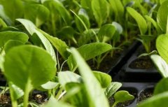 重金屬污染檢測(cè)需要用到什么儀器？